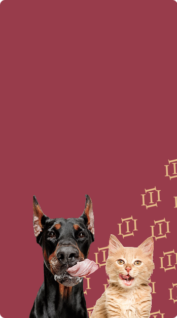 Описание изображения